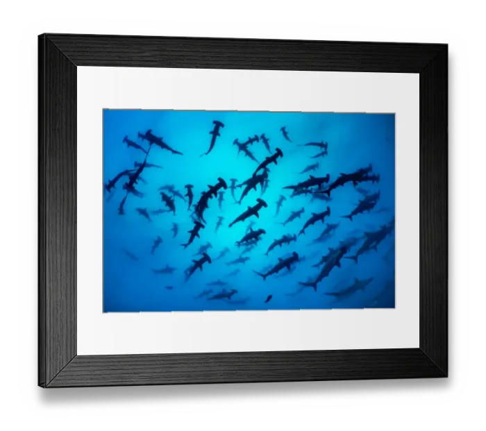 Framed Print : Scalloped hammerhead shark shoal (Sphyrna lewini) Wolf Island, Galapagos Framed Print : Scalloped hammerhead shark shoal (Sphyrna lewini) Wolf Island, Galapagos