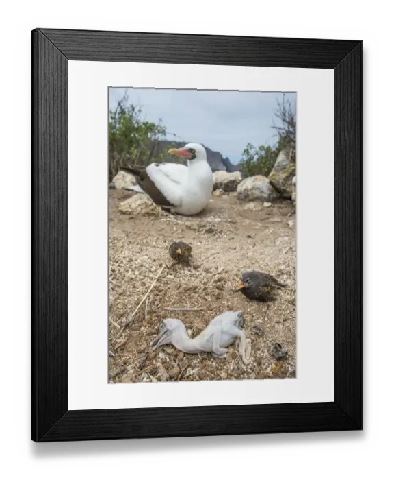 Framed Print : Vampire ground finch (Geospiza septentrionalis) preying on Nazca booby (Sula grantii Framed Print : Vampire ground finch (Geospiza septentrionalis) preying on Nazca booby (Sula grantii