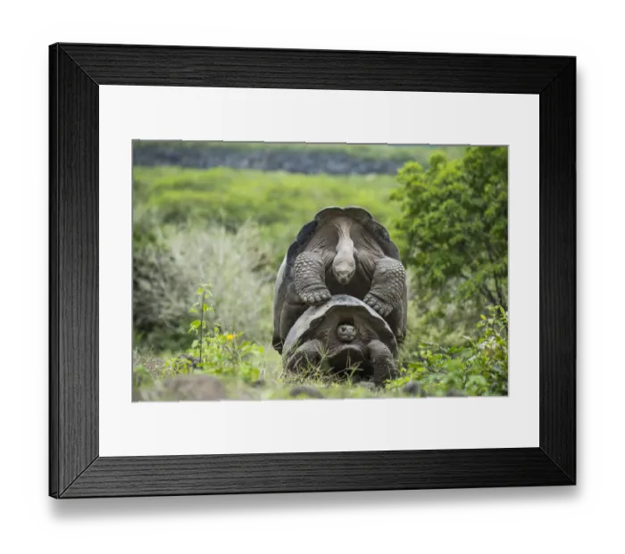 Framed Print : Alcedo giant tortoise (Chelonoidis vandenburghi) pair mating, Alcedo Volcano Framed Print : Alcedo giant tortoise (Chelonoidis vandenburghi) pair mating, Alcedo Volcano