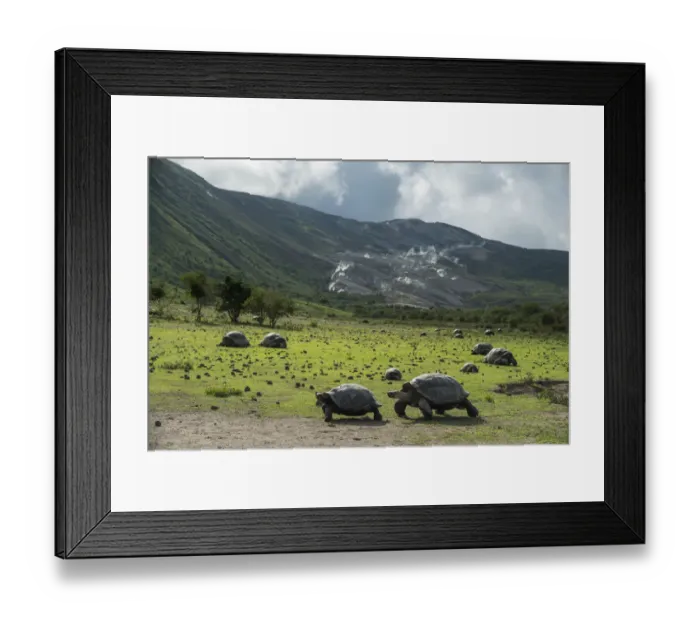 Framed Print : Alcedo giant tortoise (Chelonoidis vandenburghi) and volcanic habitat with fumeroles Framed Print : Alcedo giant tortoise (Chelonoidis vandenburghi) and volcanic habitat with fumeroles