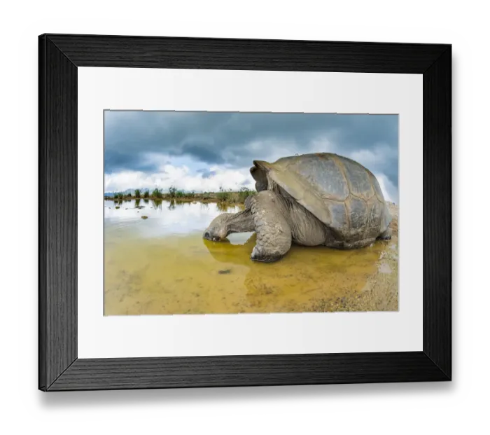 Framed Print : Alcedo giant tortoise (Chelonoidis vandenburghi) drinking, Alcedo Volcano, Isabela Island