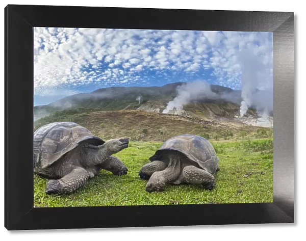 Alcedo giant tortoises (Chelonoidis vandenburghi) and volcanic landscape with fumeroles