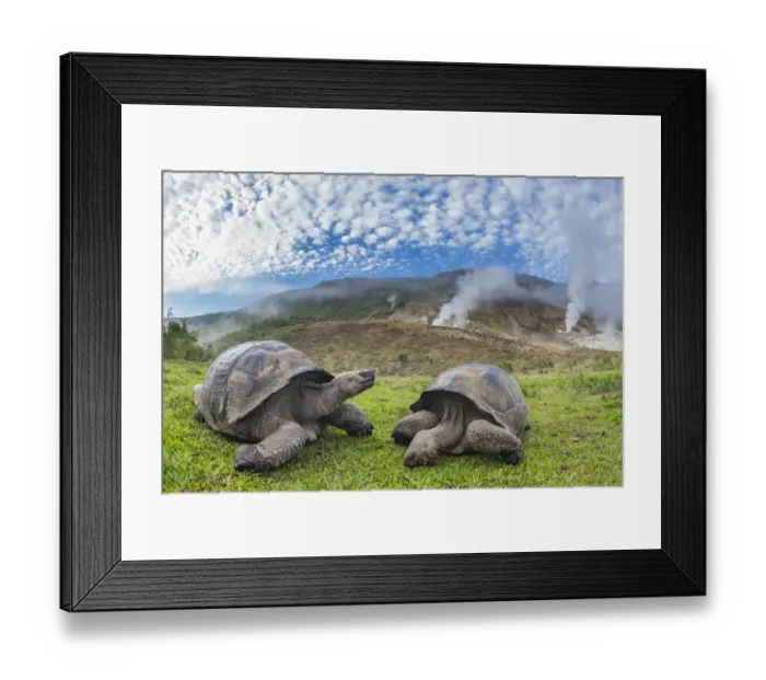 Framed Print : Alcedo giant tortoises (Chelonoidis vandenburghi) and volcanic landscape with fumeroles Framed Print : Alcedo giant tortoises (Chelonoidis vandenburghi) and volcanic landscape with fumeroles