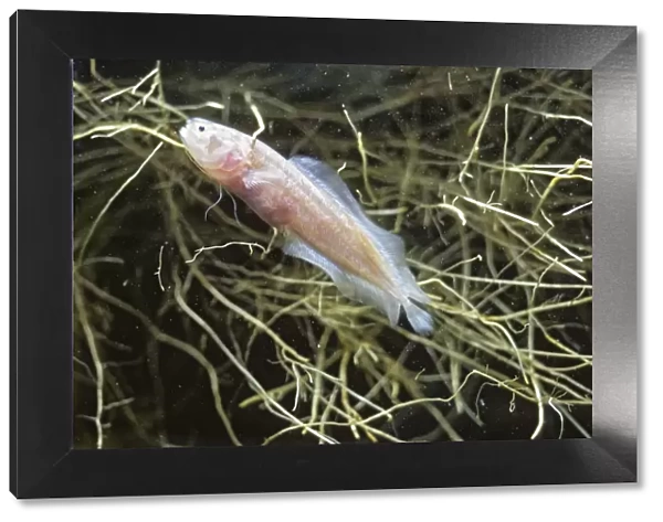 Blind Cave Fish (Caecogilbia galapagoensis) among floating roots in underground brackish