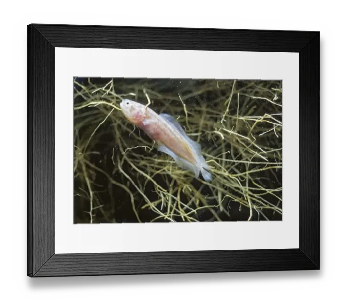 Framed Print : Blind Cave Fish (Caecogilbia galapagoensis) among floating roots in underground brackish Framed Print : Blind Cave Fish (Caecogilbia galapagoensis) among floating roots in underground brackish