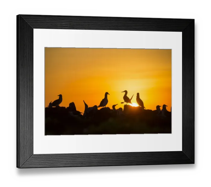 Framed Print : Blue-footed booby (Sula nebouxii) silhouetted colony at sunset, Cape Douglas Framed Print : Blue-footed booby (Sula nebouxii) silhouetted colony at sunset, Cape Douglas