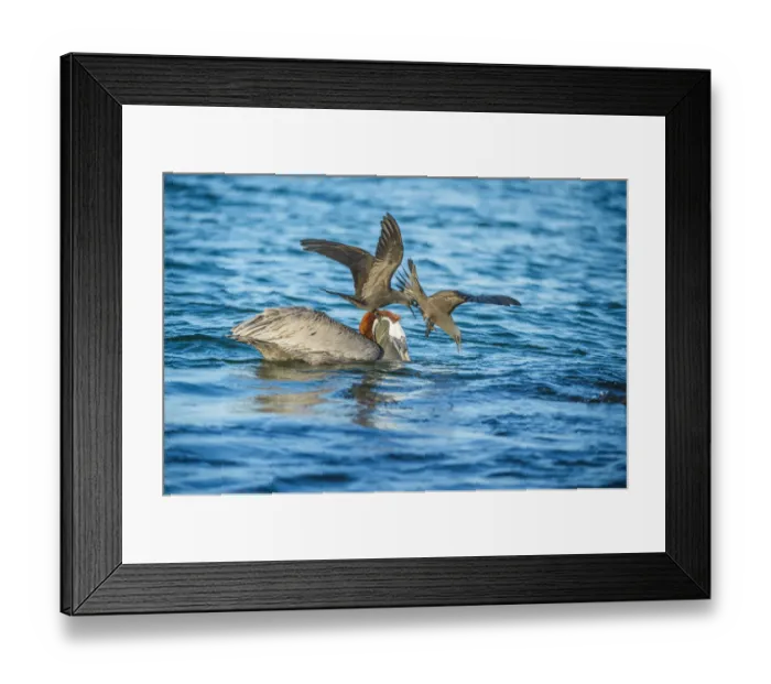 Framed Print : Brown noddy (Anous stolidus) two mobbing Brown pelican (Pelecanus occidentalis Framed Print : Brown noddy (Anous stolidus) two mobbing Brown pelican (Pelecanus occidentalis