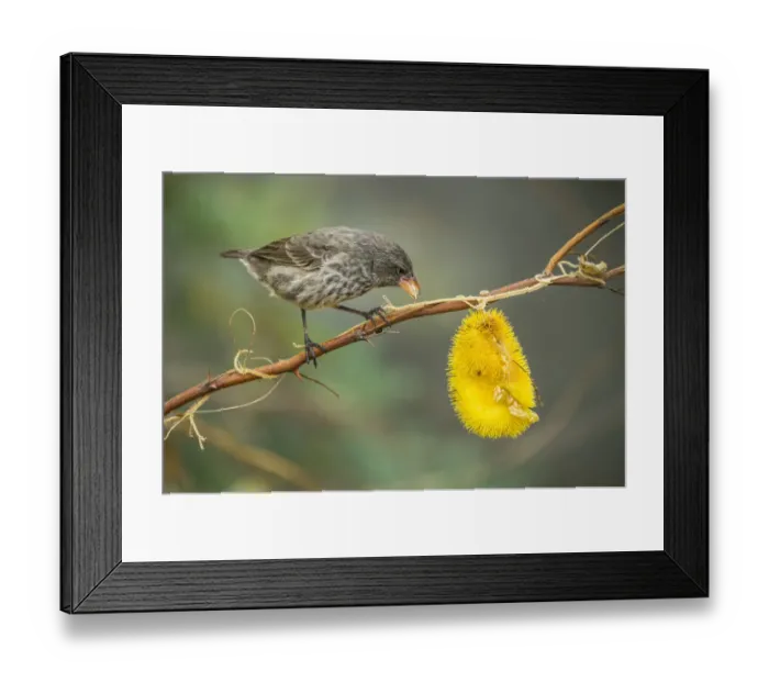 Framed Print : Cactus finch (Geospiza scandens) feeding on gourd fruit, Black Beach, Floreana Island Framed Print : Cactus finch (Geospiza scandens) feeding on gourd fruit, Black Beach, Floreana Island