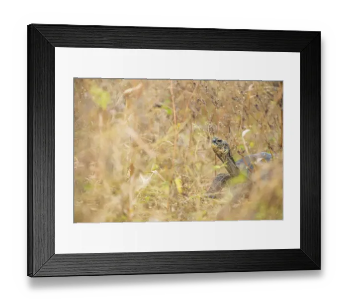 Framed Print : Espanola giant tortoise (Chelonoidis hoodensis), in grasses, Santa Fe Island Framed Print : Espanola giant tortoise (Chelonoidis hoodensis), in grasses, Santa Fe Island