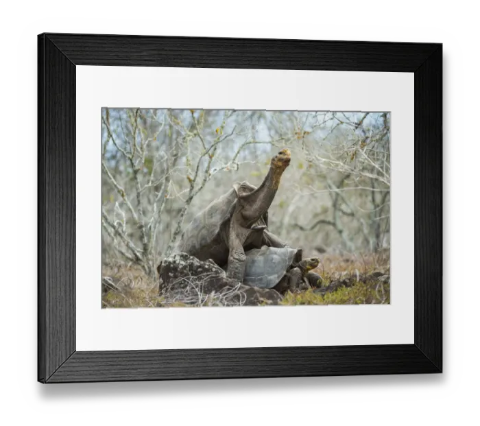 Framed Print : Espanola saddelback tortoise (Chelonoidis hoodensis) pair mating, Espanola Island Framed Print : Espanola saddelback tortoise (Chelonoidis hoodensis) pair mating, Espanola Island