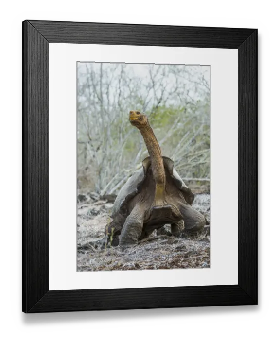 Framed Print : Espanola saddelback tortoise (Chelonoidis hoodensis), Espanola Island, Espanola Island Framed Print : Espanola saddelback tortoise (Chelonoidis hoodensis), Espanola Island, Espanola Island