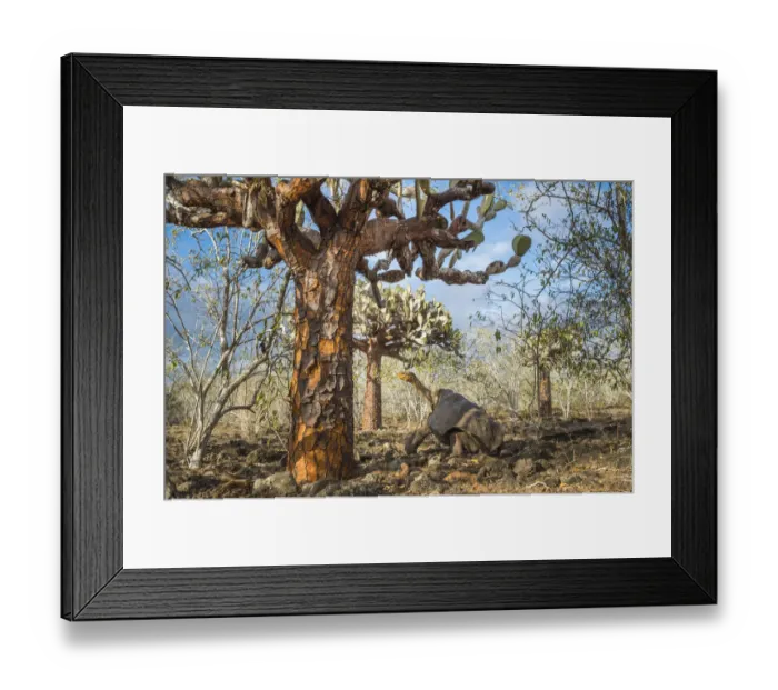 Framed Print : Espanola saddelback tortoise (Chelonoidis hoodensis) walking through Tree prickly pears Framed Print : Espanola saddelback tortoise (Chelonoidis hoodensis) walking through Tree prickly pears