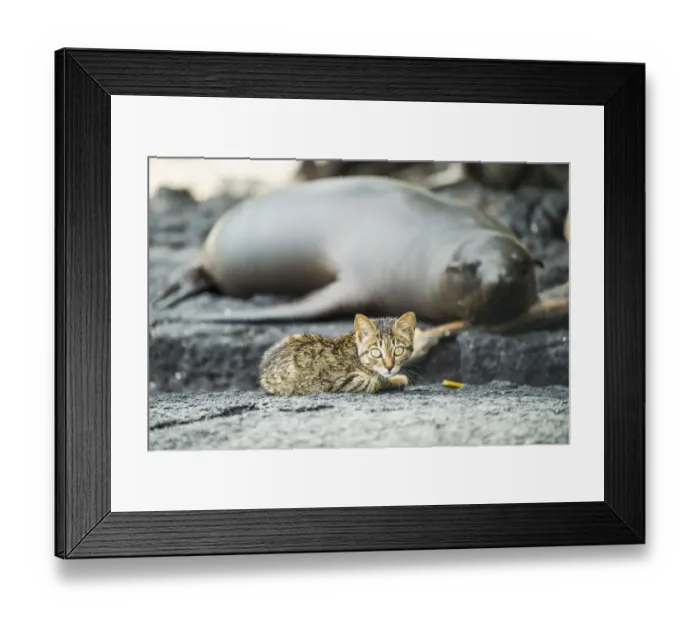 Framed Print : Feral kitten with sleeping Galapagos sea lion (Zalophus wollebaeki) Puerto Fragata Framed Print : Feral kitten with sleeping Galapagos sea lion (Zalophus wollebaeki) Puerto Fragata
