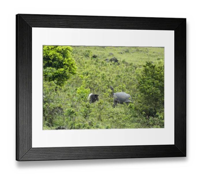 Framed Print : Feral pigs (Sus scrofa) foraging, Cerro Azul, Isabela Island, Galapagos Framed Print : Feral pigs (Sus scrofa) foraging, Cerro Azul, Isabela Island, Galapagos