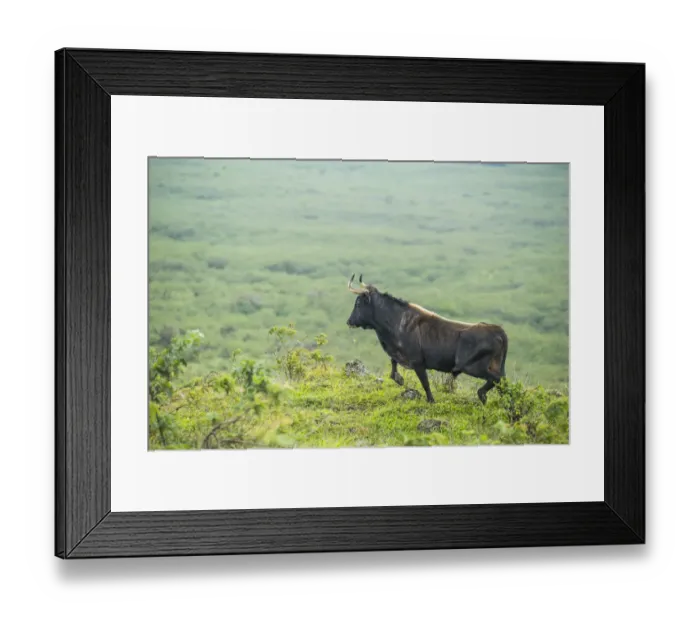 Framed Print : Feral domestic cattle, Puerto Fragata, Isabela Island, Galapagos Framed Print : Feral domestic cattle, Puerto Fragata, Isabela Island, Galapagos