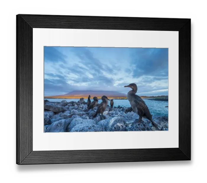 Framed Print : Flightless cormorant (Phalacrocorax harrisi) flock perched on the coast at dusk Framed Print : Flightless cormorant (Phalacrocorax harrisi) flock perched on the coast at dusk