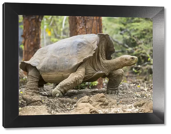 Floreana giant tortoise hybrid descendant (Chelonoidis elephantopus)