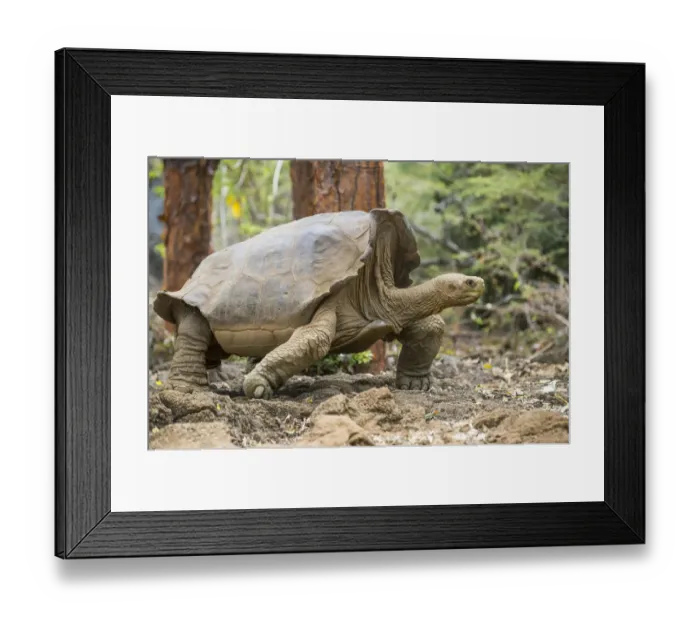 Framed Print : Floreana giant tortoise hybrid descendant (Chelonoidis elephantopus) Framed Print : Floreana giant tortoise hybrid descendant (Chelonoidis elephantopus)