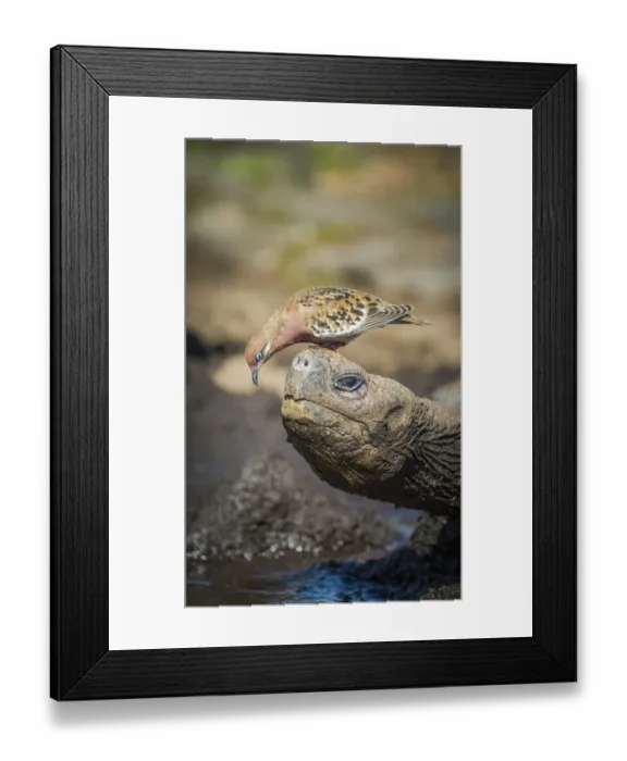 Framed Print : Galapagos dove (Zenadia galapagensis) on head of Galapagos giant tortoise Framed Print : Galapagos dove (Zenadia galapagensis) on head of Galapagos giant tortoise