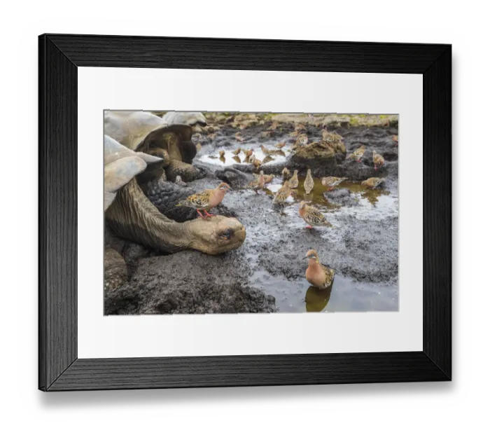 Framed Print : Galapagos dove (Zenadia galapagensis) flock at puddle, with one on head of Galapagos Framed Print : Galapagos dove (Zenadia galapagensis) flock at puddle, with one on head of Galapagos