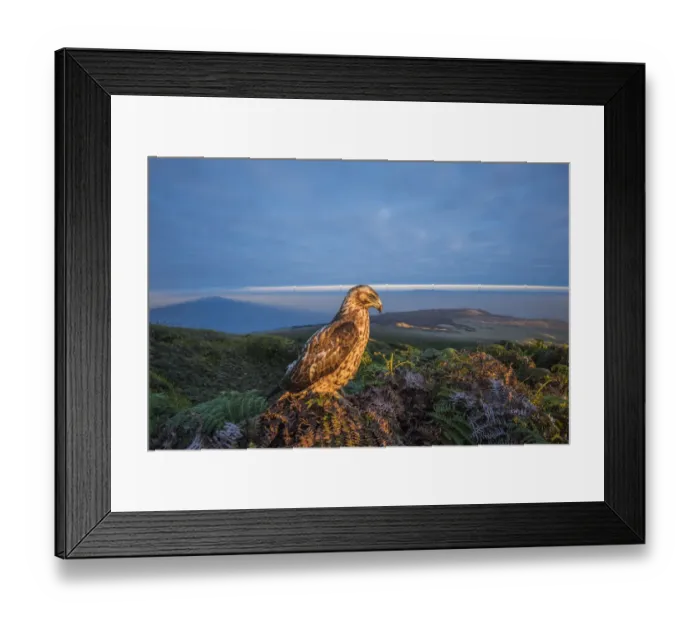 Framed Print : Galapagos hawk (Buteo galapagoensis) perched, and landscape of habitat Framed Print : Galapagos hawk (Buteo galapagoensis) perched, and landscape of habitat
