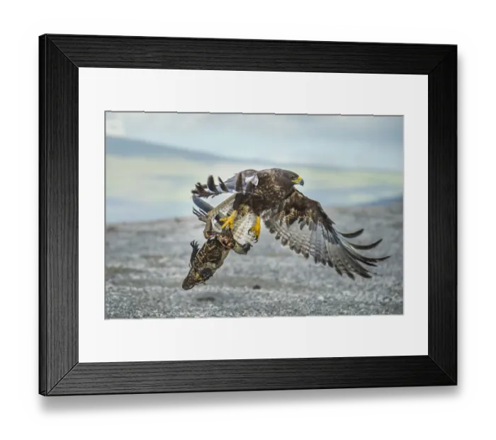 Framed Print : Galapagos hawk (Buteo galapagoensis) flying, carrying an iguana carcass, Punta Espinosa
