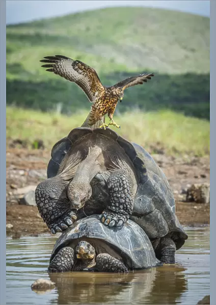 Galapagos hawk (Buteo galapagoensis) landing on mating pair of Galapagos giant tortoise
