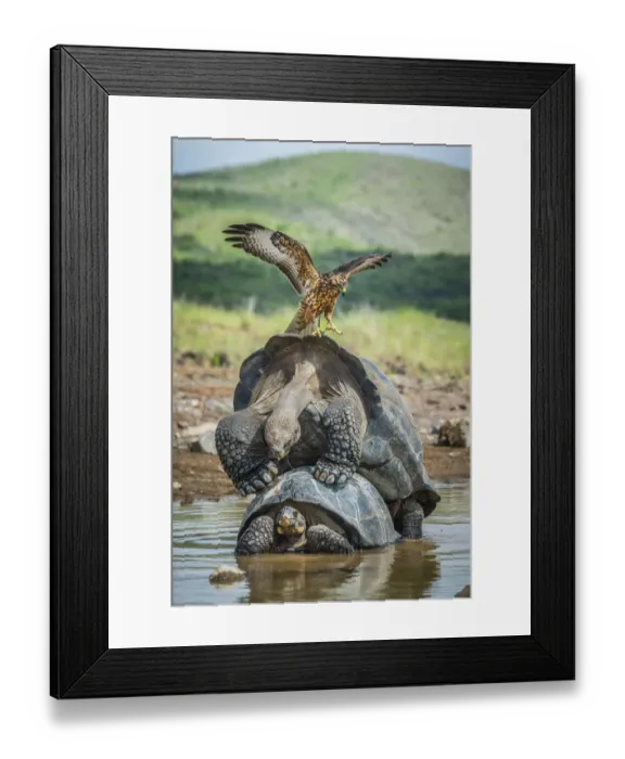 Framed Print : Galapagos hawk (Buteo galapagoensis) landing on mating pair of Galapagos giant tortoise Framed Print : Galapagos hawk (Buteo galapagoensis) landing on mating pair of Galapagos giant tortoise