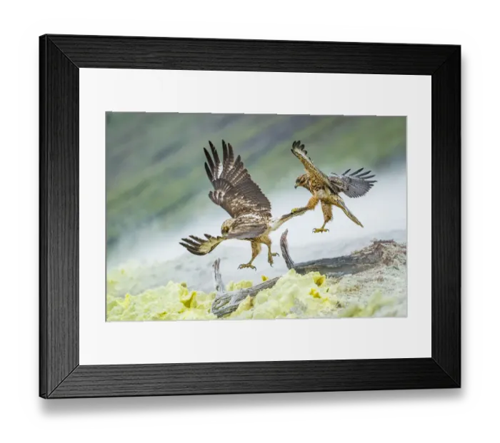 Framed Print : Galapagos hawk (Buteo galapagoensis) juveniles play fighting mid-air - one gripping Framed Print : Galapagos hawk (Buteo galapagoensis) juveniles play fighting mid-air - one gripping