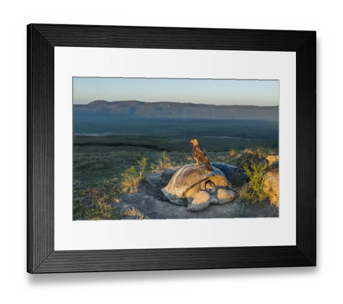 Framed Print : Galapagos hawk (Buteo galapagoensis) perched on Galapagos giant tortoise