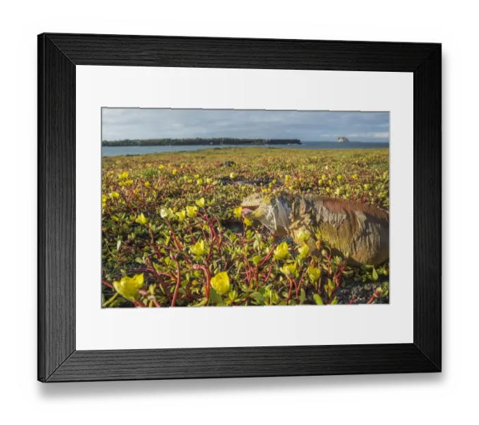 Framed Print : Galapagos land iguana (Conolophus subcristatus) feeding on coastal Portulaca plants Framed Print : Galapagos land iguana (Conolophus subcristatus) feeding on coastal Portulaca plants