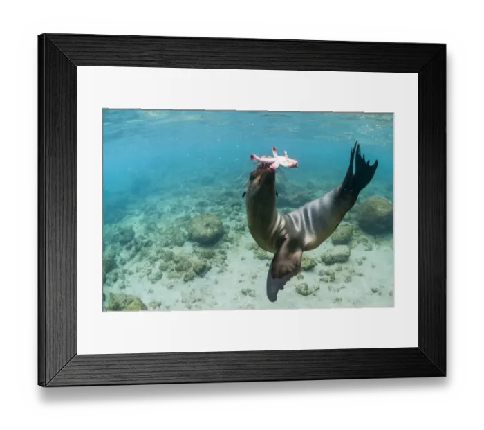 Framed Print : Galapagos sea lion (Zalophus wollebaeki) hunting, Champion Islet, Floreana Island
