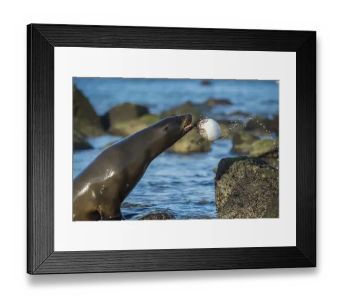 Framed Print : Galapagos sea lion (Zalophus wollebaeki) playing with pufferfish, Mosquera Islet