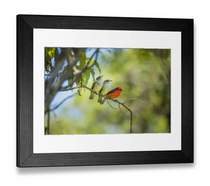 Framed Print : Galapagos vermilion flycatcher (Pyrocephalus nanus) male perched with fledglings Framed Print : Galapagos vermilion flycatcher (Pyrocephalus nanus) male perched with fledglings