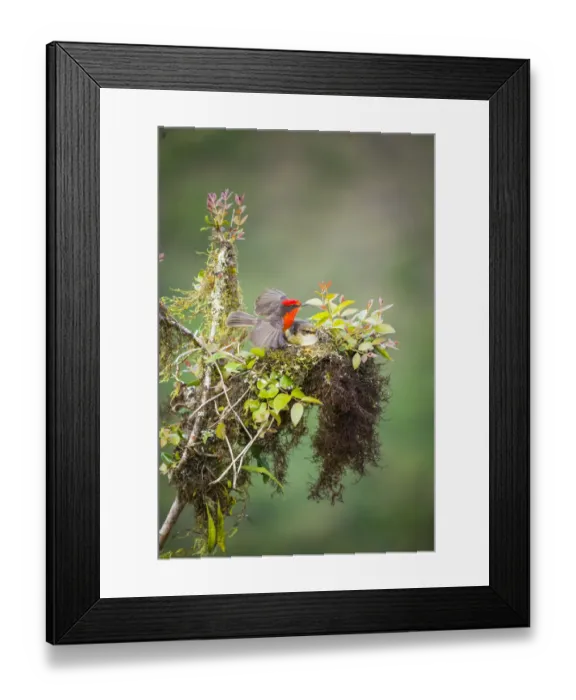 Framed Print : Galapagos vermilion flycatcher (Pyrocephalus nanus) male and female at nest Framed Print : Galapagos vermilion flycatcher (Pyrocephalus nanus) male and female at nest