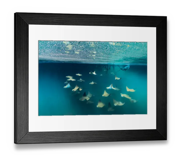 Framed Print : Golden Rays (Rhinoptera steindachneri) swimming with Green turtle (Chenolia mydas) Framed Print : Golden Rays (Rhinoptera steindachneri) swimming with Green turtle (Chenolia mydas)
