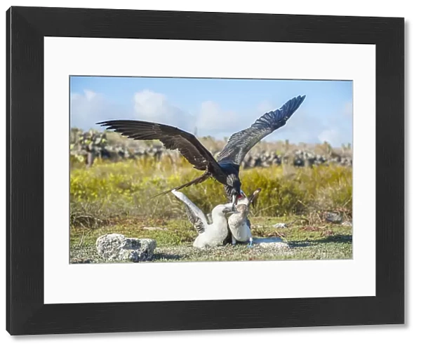 Magnificent frigatebird (Fregata magnificens) attacking Blue footed booby (Sula nebouxii