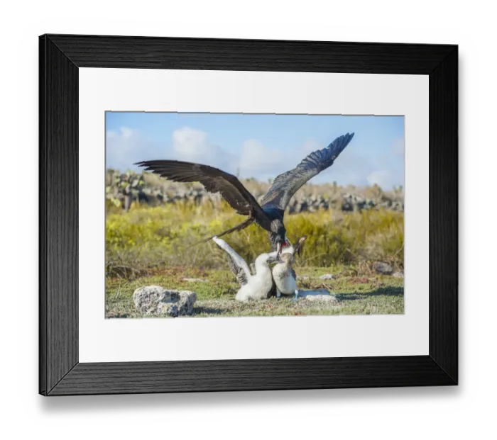 Framed Print : Magnificent frigatebird (Fregata magnificens) attacking Blue footed booby (Sula nebouxii Framed Print : Magnificent frigatebird (Fregata magnificens) attacking Blue footed booby (Sula nebouxii