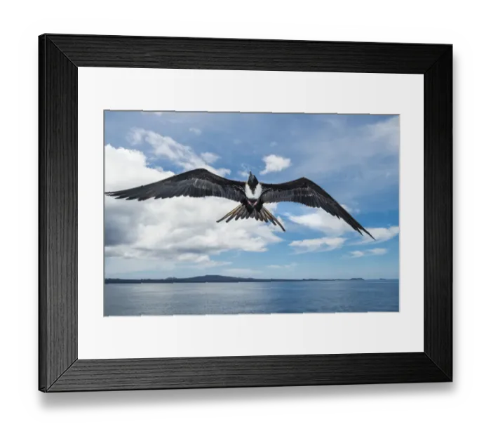 Framed Print : Magnificent frigatebird (Fregata magnificens) in flight, Rabida Island, Galapagos Framed Print : Magnificent frigatebird (Fregata magnificens) in flight, Rabida Island, Galapagos