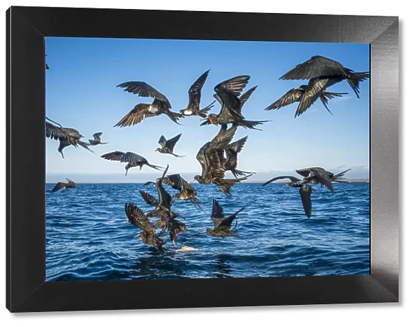 Magnificent frigatebirds (Fregata magnificens) diving for fish prey, Borrero Bay