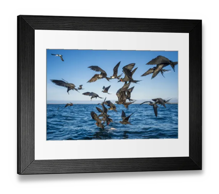 Framed Print : Magnificent frigatebirds (Fregata magnificens) diving for fish prey, Borrero Bay Framed Print : Magnificent frigatebirds (Fregata magnificens) diving for fish prey, Borrero Bay