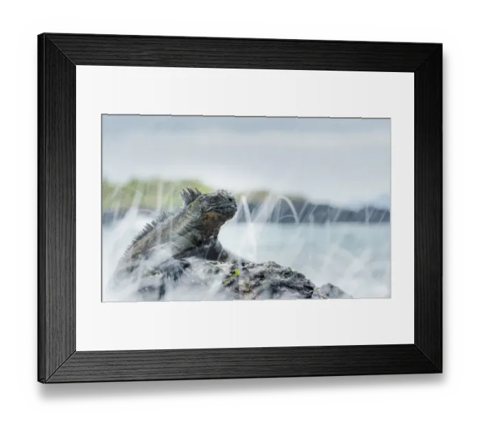 Framed Print : Marine iguana (Amblyrhynchus cristatus) in the surf, Galapagos Framed Print : Marine iguana (Amblyrhynchus cristatus) in the surf, Galapagos