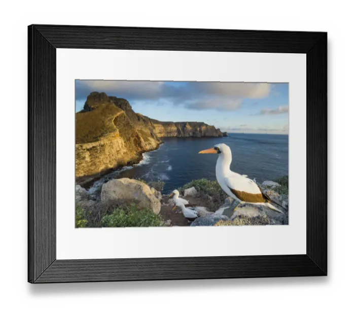 Framed Print : Nazca booby (Sula granti) on the coast of Wolf Island, Galapagos Framed Print : Nazca booby (Sula granti) on the coast of Wolf Island, Galapagos