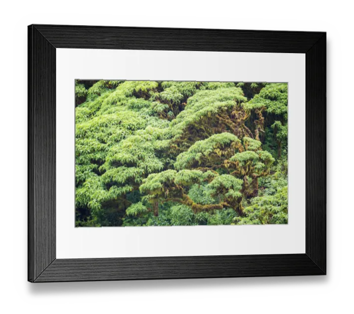 Framed Print : Scalesia pedunculata forest, Cerro Crocker Region, Santa Cruz Island, Galapagos Framed Print : Scalesia pedunculata forest, Cerro Crocker Region, Santa Cruz Island, Galapagos