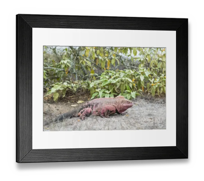 Framed Print : Pink iguana (Conolophus marthae), Wolf Volcano, Isabela Island, Galapagos Framed Print : Pink iguana (Conolophus marthae), Wolf Volcano, Isabela Island, Galapagos