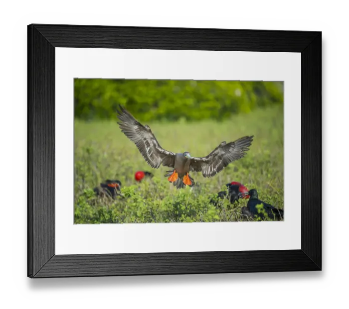 Framed Print : Red-footed booby (Sula sula) landing among salt bushes, looking for nesting materials Framed Print : Red-footed booby (Sula sula) landing among salt bushes, looking for nesting materials