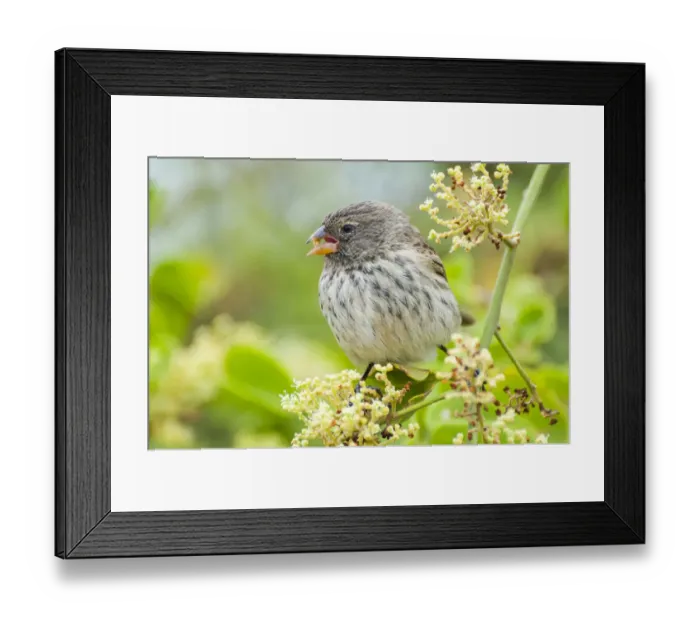 Framed Print : Small ground finch (Geospiza fuliginosa) female feeding on saltbush Framed Print : Small ground finch (Geospiza fuliginosa) female feeding on saltbush