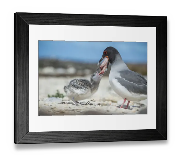 Framed Print : Swallow-tailed gull (Creagrus furcatus) feeding chick, Genovesa Island, Galapagos Framed Print : Swallow-tailed gull (Creagrus furcatus) feeding chick, Genovesa Island, Galapagos