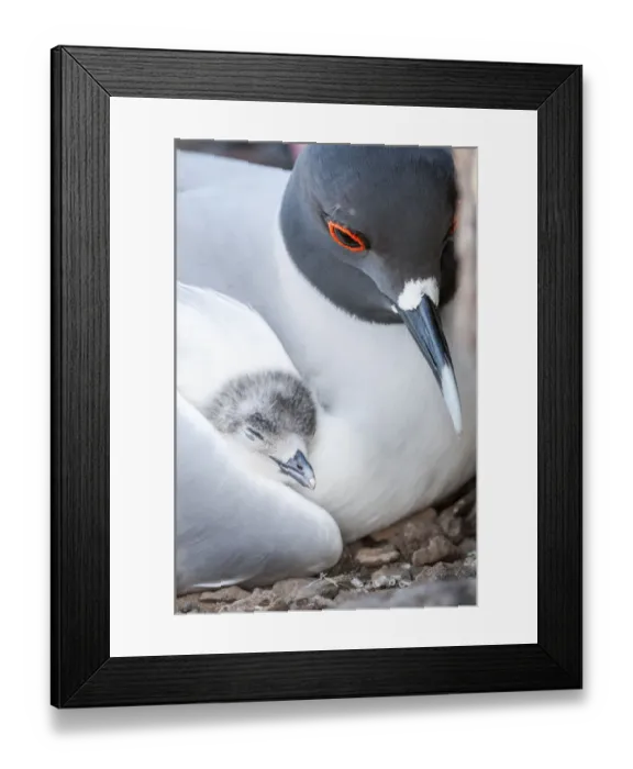 Framed Print : Swallow-tailed gull (Creagrus furcatus) resting with chick nestled in wing Framed Print : Swallow-tailed gull (Creagrus furcatus) resting with chick nestled in wing