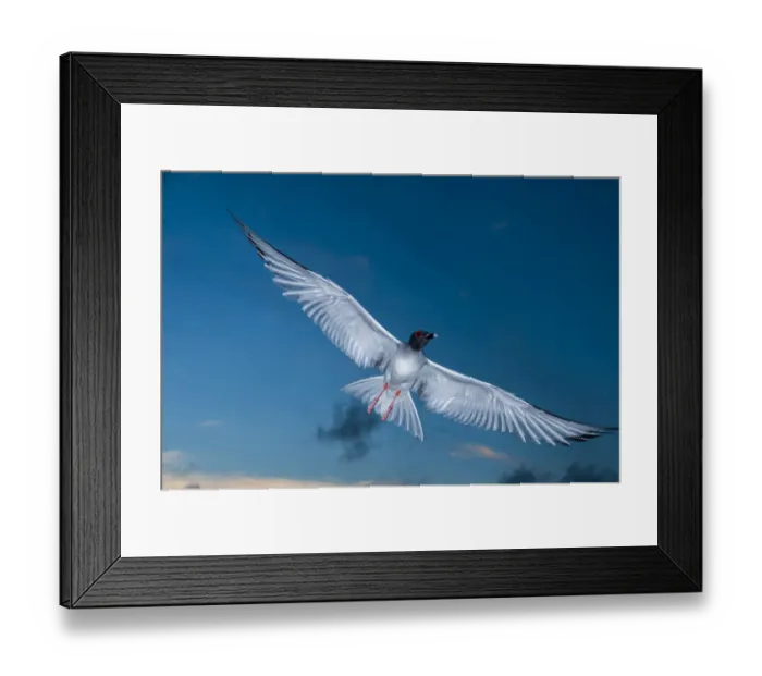 Framed Print : Swallow-tailed gull (Creagrus furcatus) in flight, Punta Cevallos, Espanola Island Framed Print : Swallow-tailed gull (Creagrus furcatus) in flight, Punta Cevallos, Espanola Island